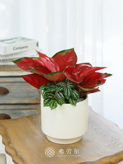 JT白盆-帝王红 商品图0