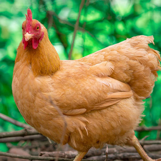 百食轩 安徽大别山金凤老母鸡2只 彩袋彩箱装 商品图3