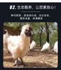 王氏正德生态散养白凤乌骨鸡，冬天搭配火锅绝配，到手整整三只，四季多，还赠送调料包 商品缩略图8