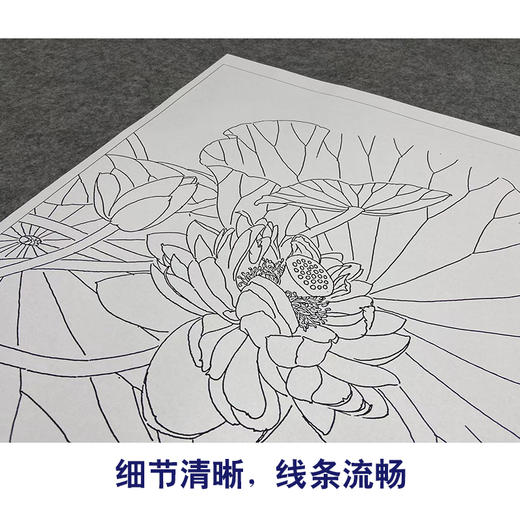 【大彩图】龚雪青工笔画白描底稿斗方小品《荷花翠鸟》临摹勾线花鸟线稿XQ23 商品图4
