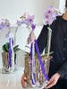 [ 冬日浪漫 ] 蝴蝶兰 · 电镀瓶瓶花 商品缩略图0