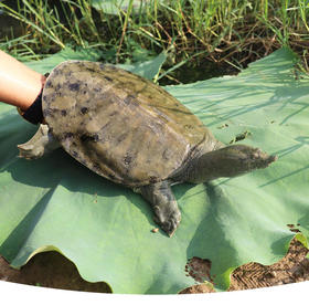 仙湖汉寿野外生长甲鱼