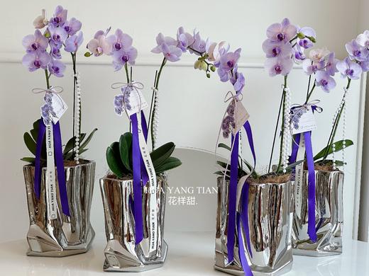 [ 冬日浪漫 ] 蝴蝶兰 · 电镀瓶瓶花 商品图5