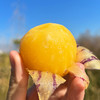 『攀枝花树上熟人参果』清甜水润，柔滑细腻，奶油香、蜜瓜香交织，水果中的“灌汤包” 商品缩略图5