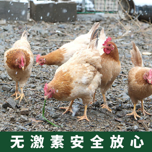 安吉竹鲜鸡（两年老母鸡） 商品图1