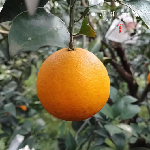 生态爱媛果冻橙（基地直发-顺丰包邮）| 5斤/箱，来自眉山丹棱，生产者：刘德平【合作生产，公平贸易】】 商品图4