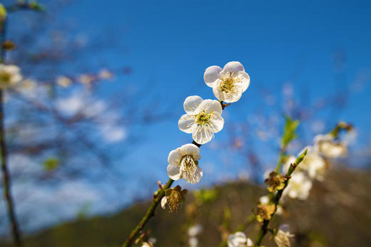 1月5日 从化·邂逅流溪河香雪梅花 一天 商品图1
