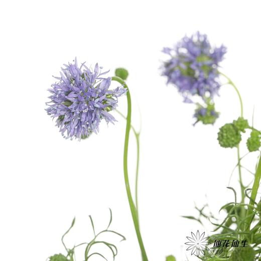 配花 | 蓝针顶 商品图2