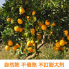 江西赣南脐橙新鲜橙子当季水果 商品缩略图6