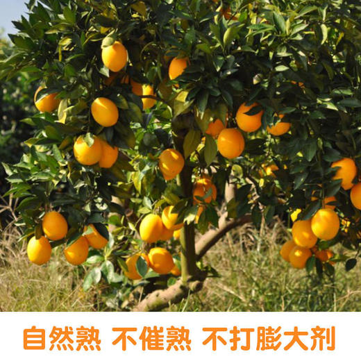 江西赣南脐橙新鲜橙子当季水果 商品图6