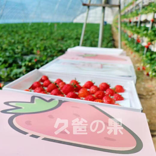 2025 丹东草莓 东港地标 蜜蜂授粉 自然成长 基地直发  顺丰发货 商品图4