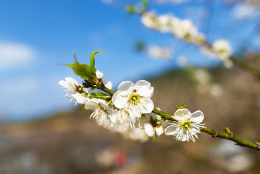 1月5日 从化·邂逅流溪河香雪梅花 一天 商品图4