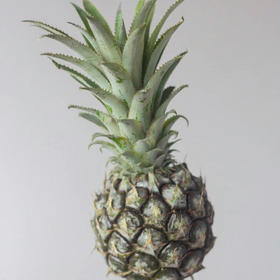 小菠萝.绿色（国产）