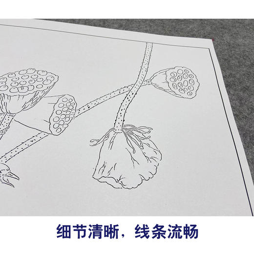 【大彩图】龚雪青工笔画白描底稿斗方小品《清露》莲蓬临摹勾线花鸟线稿XQ25 商品图4