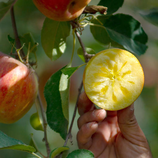 脆甜冰糖心苹果 商品图4