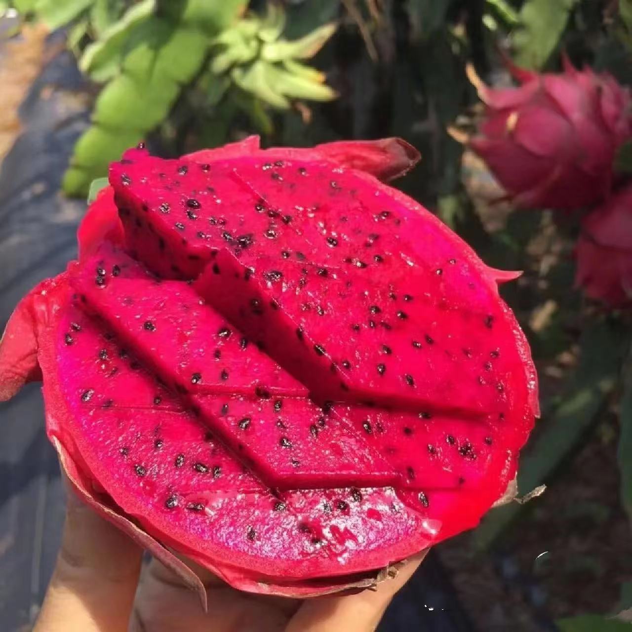 【掌柜好物】金都一号红心火龙果