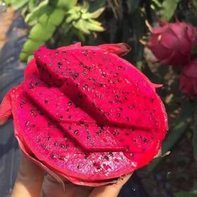 金都一号红心火龙果