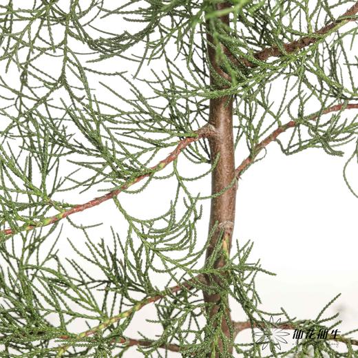 叶材 | 雪花松（绿色） 商品图1