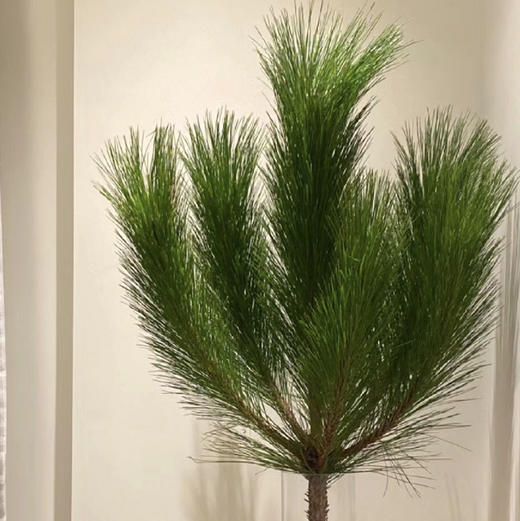 马尾松（1颗） 商品图0