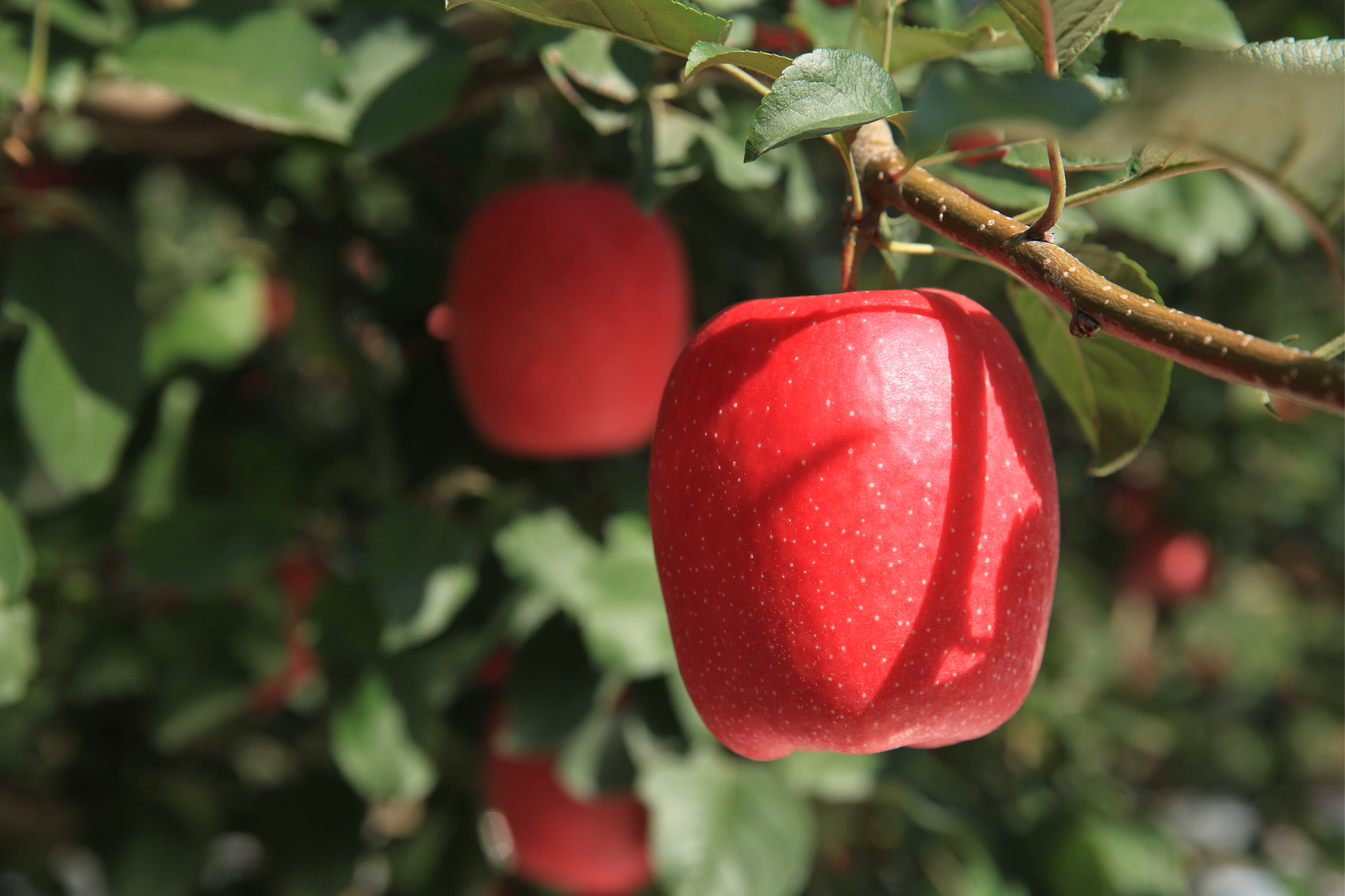 瑞香红A+级别70mm12枚礼盒装
