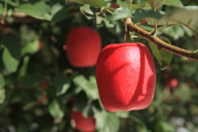 瑞香红A+级别70mm12枚礼盒装