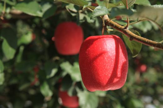 瑞香红A+级别70mm12枚礼盒装 商品图0