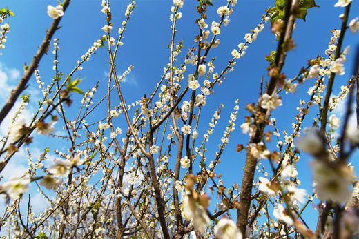 1月5日 从化·邂逅流溪河香雪梅花 一天 商品图2