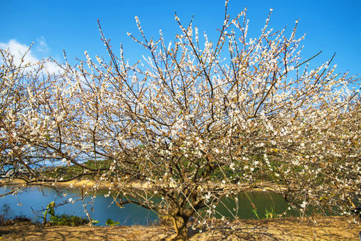 1月5日 从化·邂逅流溪河香雪梅花 一天 商品图6