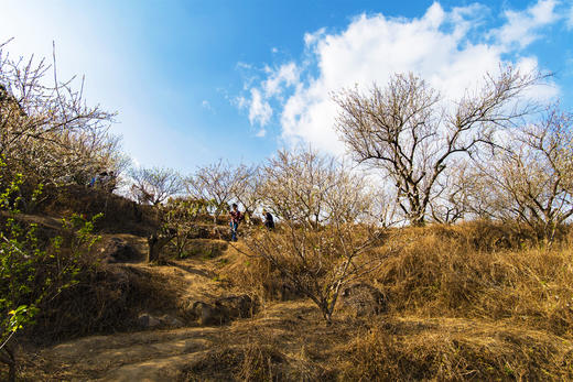 1月5日 从化·邂逅流溪河香雪梅花 一天 商品图12