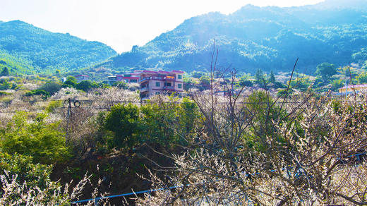 1月5日 从化·邂逅流溪河香雪梅花 一天 商品图9