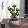 【玉锦金钱】金钱木盆栽植物多肉老桩室内客厅办公室桌面四季好养绿植花卉 商品缩略图7