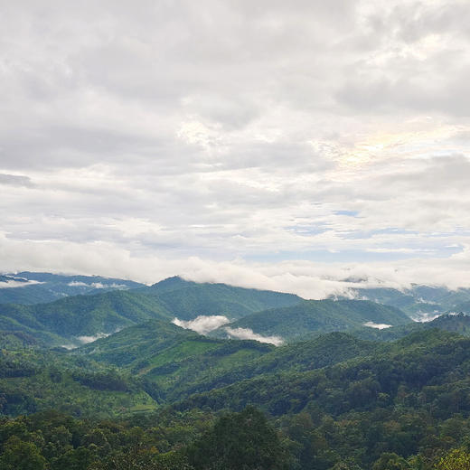 正谷古树红茶（大树） 商品图5