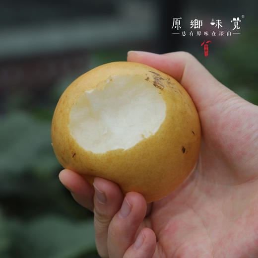 有机香水梨（基地直发-顺丰/京东包邮）| 多种规格，来自山西黎城，生产者：张韶明【合作生产，公平贸易】 商品图2
