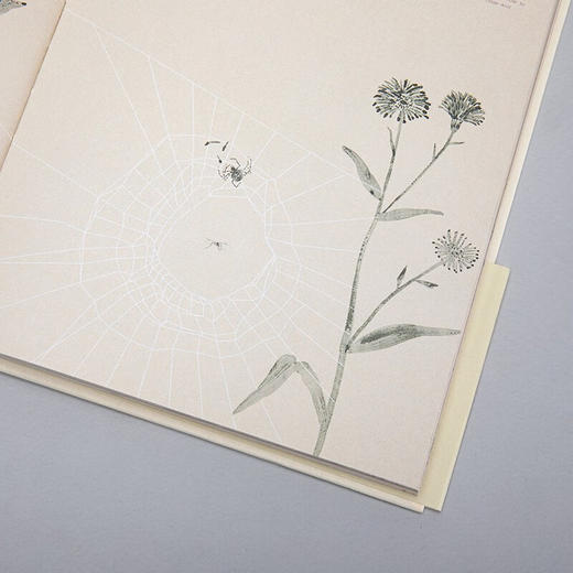 虫子说系列：蛛嘱 周宗伟 撰文 朱赢椿 绘图 商品图2