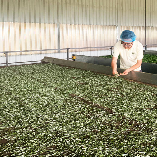 正谷古树红茶（大树） 商品图7