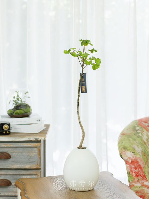 JT花叶福禄桐 商品图0