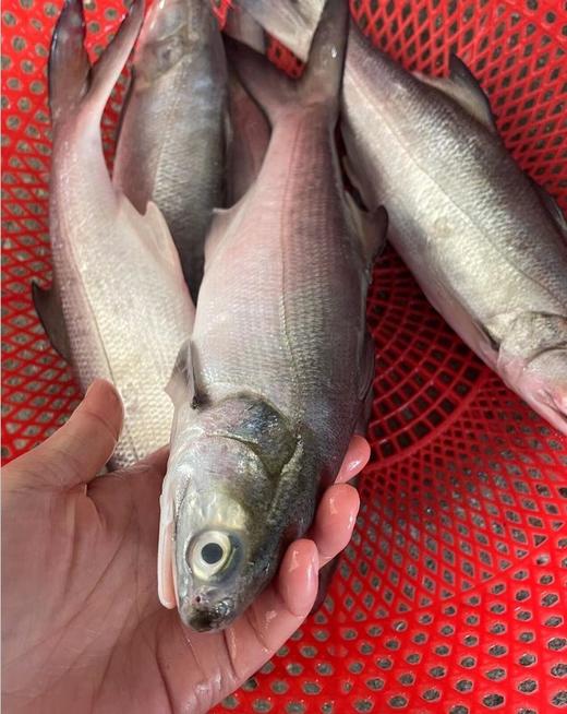 本港午鱼🐠闽南第一嫩鱼😋千层糕似肉质，入口即化，鲜嫩无比👍👍活冻 商品图4