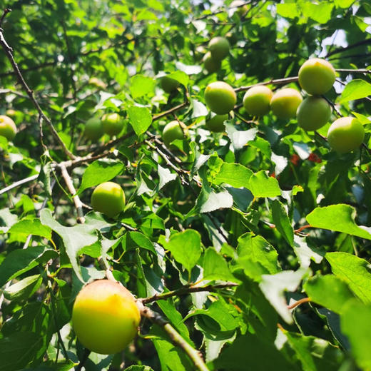 古法梅膏（30g*10包/盒） 商品图5