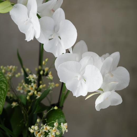 雪国精灵 Snow Elf 商品图1