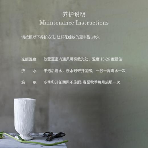 雪国精灵 Snow Elf 商品图2