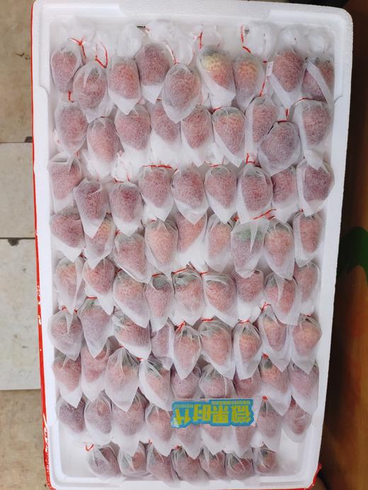 无菌草莓一斤 商品图2