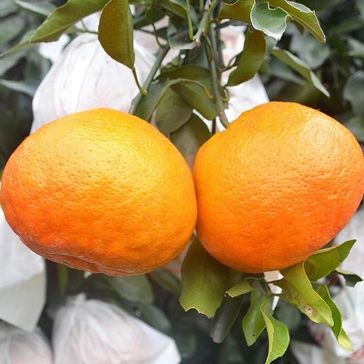 【软嫩多汁】春见·正宗晚采高糖耙耙柑「良枝柑路」 商品图4