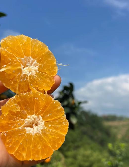 冬日甜心！春节必吃【广西砂糖橘】来自大山深处的美味！清甜多汁 皮薄籽少 小巧玲珑 老人小孩都喜欢 一口一个根本停不下来 商品图10