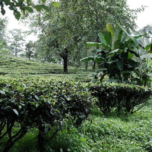 正谷特级有机红茶（金芽） 商品图10