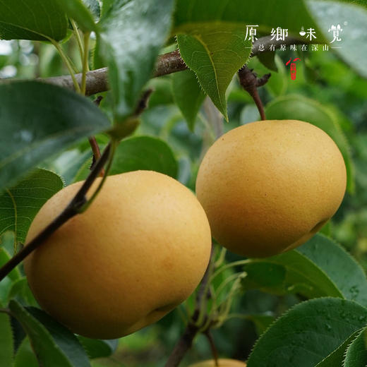 有机香水梨（基地直发-顺丰/京东包邮）| 多种规格，来自山西黎城，生产者：张韶明【合作生产，公平贸易】 商品图1