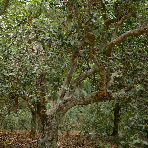 正谷古树红茶 商品图12