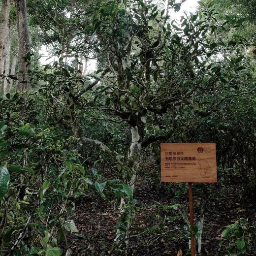 正谷古树红茶（大树） 商品图6