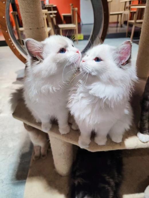 超值！限时撸猫券！赠饮品1份 商品图2