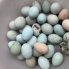 本地 散养土鸡蛋 （不吃饲料）（30枚） 商品缩略图0