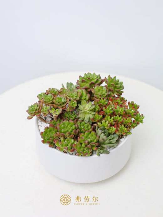 白圆盆多肉盆栽 商品图0